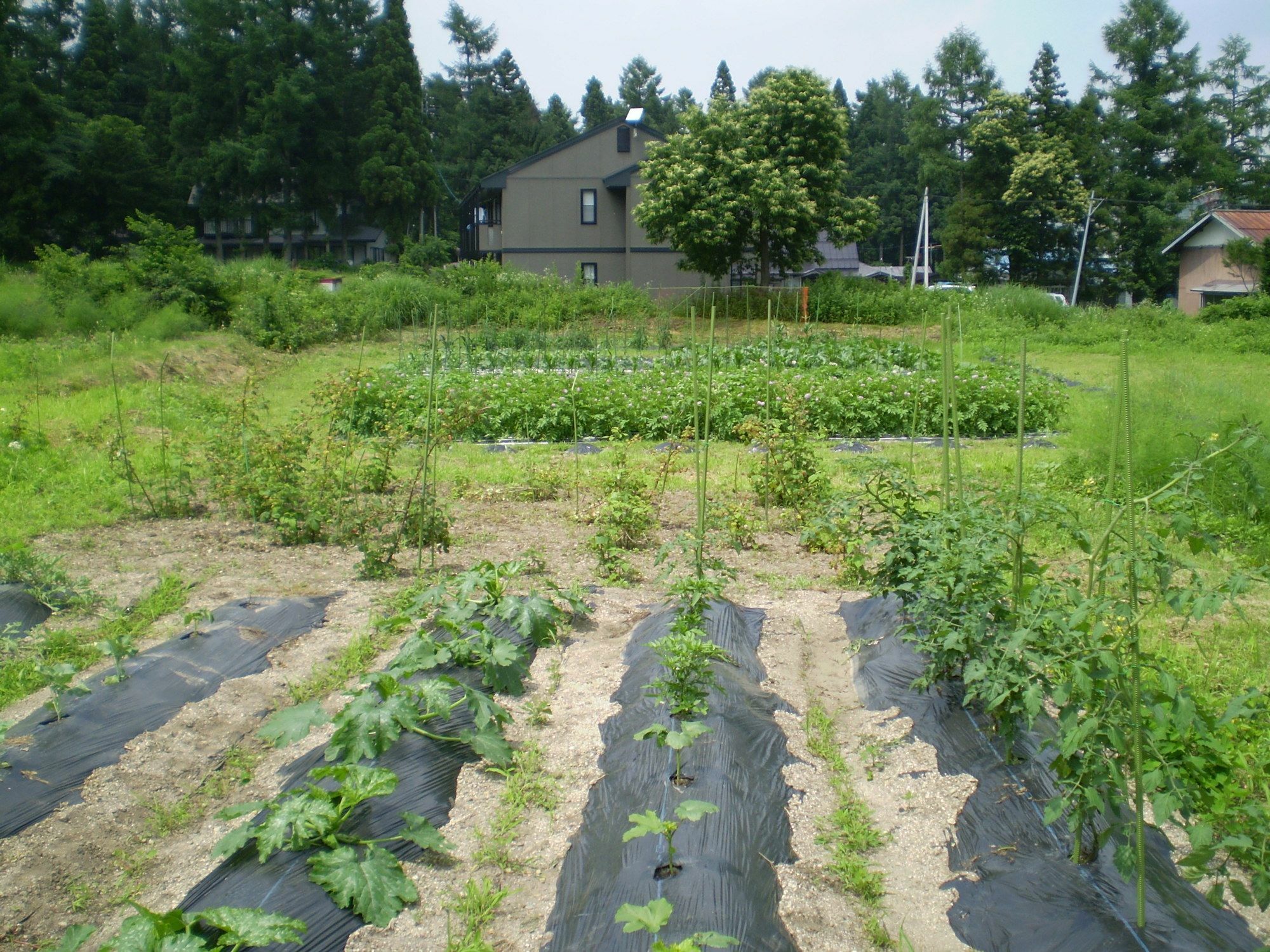 ペンション ちゃうちゃう Bed and Breakfast Hakuba Eksteriør billede