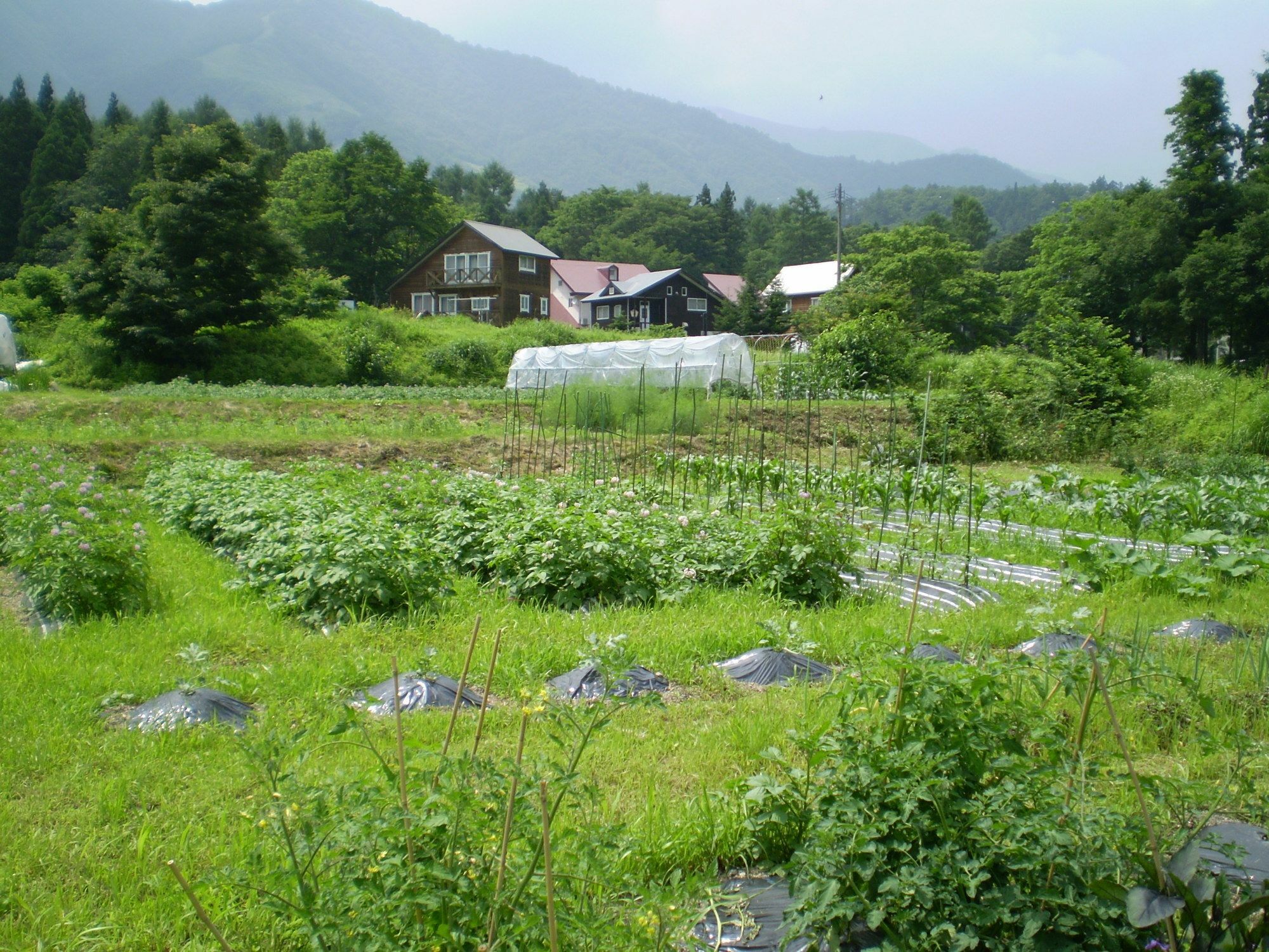 ペンション ちゃうちゃう Bed and Breakfast Hakuba Eksteriør billede